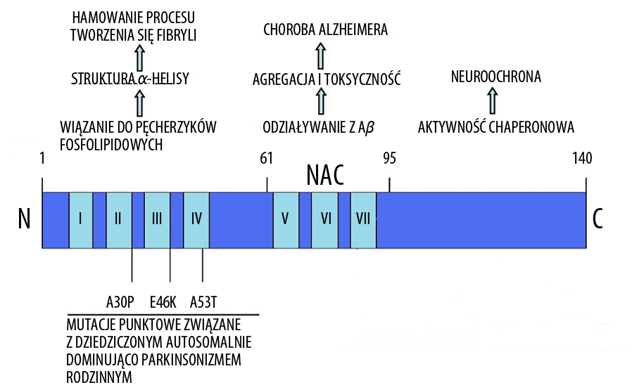 Szwed A. i Miłowska K. Rola białek w chorobach neurodegeneracyjnych Ryc. 1. Schemat agregacji białka o nieprawidłowej strukturze gdy w komórce znajduje się ich wystarczająca ilość.