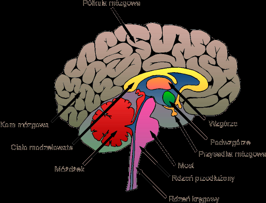 Higiena układu nerwowego Układ nerwowy, a szczególnie mózg są zbudowane z delikatnych komórek, wrażliwych na niedobór tlenu i składników odżywczych.