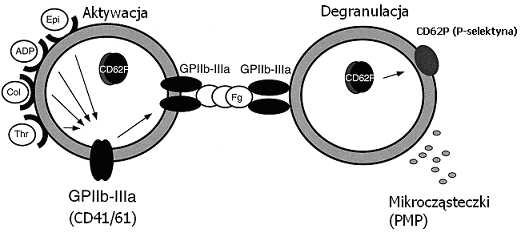 Wykazano, iż receptor GP IIb/IIIa charakteryzuje się dwukierunkowym przekazywaniem sygnału do wnętrza komórki i na zewnątrz (ang. outside-in signaling).