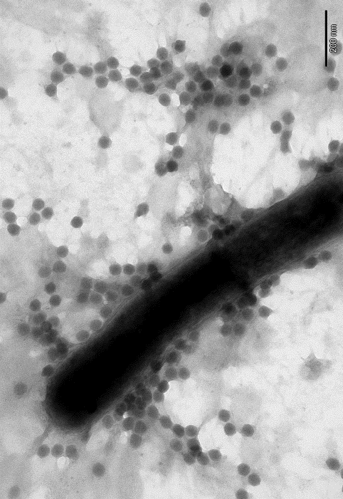 Dr Monika Radlińska Tematyka badawcza Badanie interakcji pomiędzy bakteriami i ich wirusami (bakteriofagami) Poznanie różnych aspektów biologii bakterii i ich wirusów Identyfikowanie