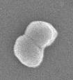 Bakteryjne modele badawcze Neisseria gonorrhoeae Neisseria meningitidis Haemophilus influenzae