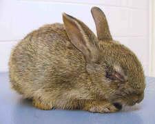 6 tygodni - unicestwienie 98% populacji królika w obrębie posiadłości, cztery miesiące - pierwszy martwy królik chory ma myxomatozę 50