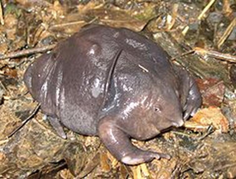 Żaba