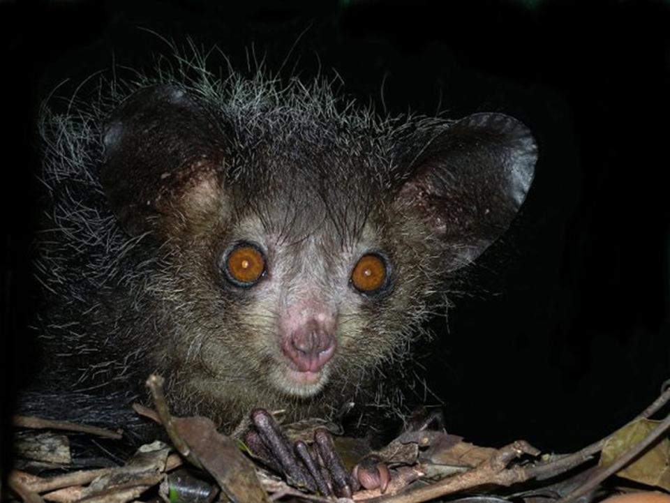 Palczak