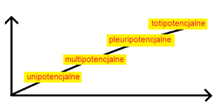 Literatura Źródło: B. Świerczek, D. Dudka, K. Archacka, Komórki macierzyste część II Pluripotencjalne komórki macierzyste, Edukacja biologiczna i środowiskowa 2/2013, s. 3-11.