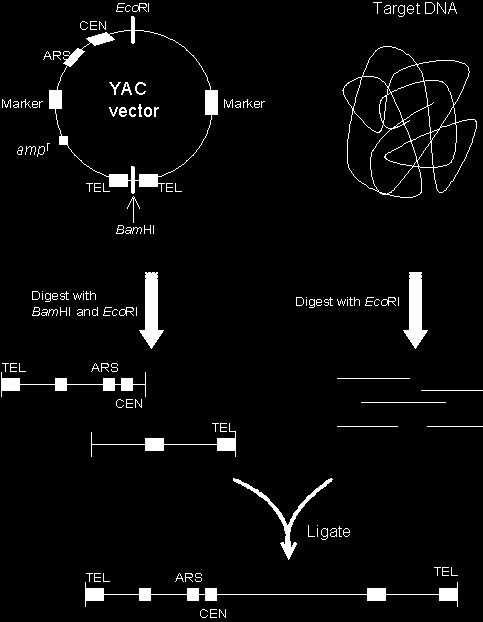 Zrekombinowane YAC-i są w drożdżach stabilne mitotycznie nawet bez presji