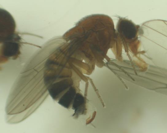 INSTYTUT OGRODNICTWA Metodyka prowadzenia obserwacji występowania muszki plamoskrzydłej (Drosophila suzukii