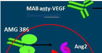 AMG-386 Białko fuzyjne- IgG1 Fc +2