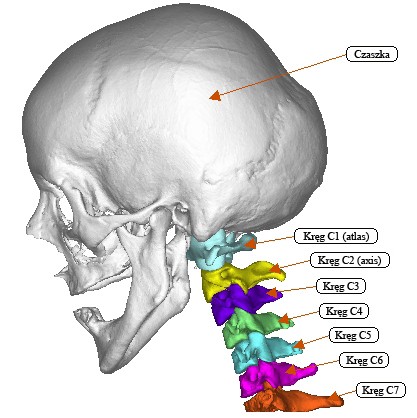 Wpływ stabilizacji przedniej na biomechanikę odcinka szyjnego kręgosłupa 167 Rys. 1. Widok z boku modelu 3D kręgosłupa szyjnego człowieka wraz z czaszką 2.