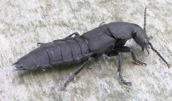Ścierwiec Występuje na padlinie, gdzie poluje na larwy różnych owadów - głównie much.