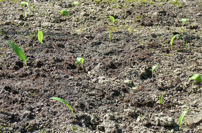 ekologicznym we wsi Koryciny, w roku 2008 (Fot.9). Wiosną 2009 roku wykonano obserwacje wzrostu i rozwoju roślin. W drugim roku uprawy rośliny wytworzyły pojedyncze liście.