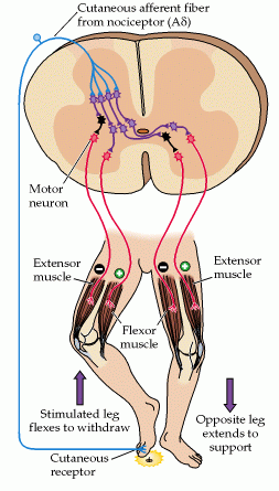 Odruchy zginania (unikania) Skrzyżowany odruch prostowania Odruchy wywoływane bólem (receptory skórne): 1.