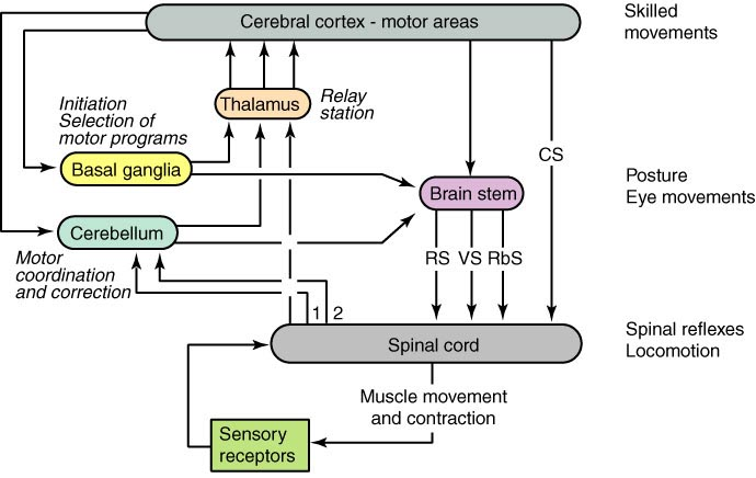 Jądra podstawy i móżdżek uczestniczą w kontroli ruchu poprzez GMN Rola impulsacji czuciowej: Receptory w mięśniach Receptory w stawach Receptory skórne, śluzówkowe, inne Impulsacja błędnikowa i oczna