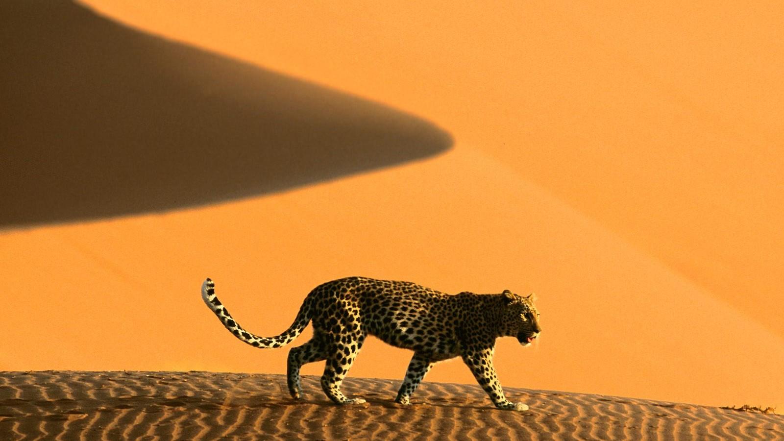 Cape Cross, Damaraland, Kaokoland, Epupa Falls, Cheetah