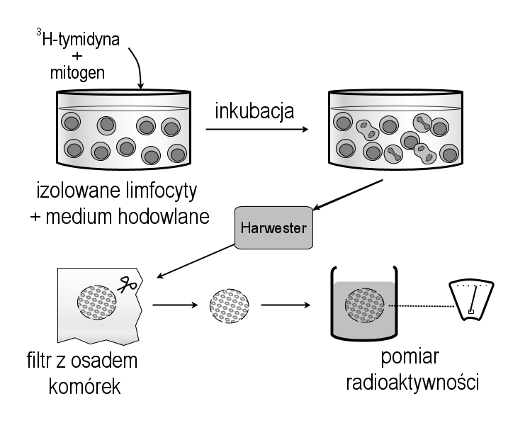 Test transformacji blastycznej H.