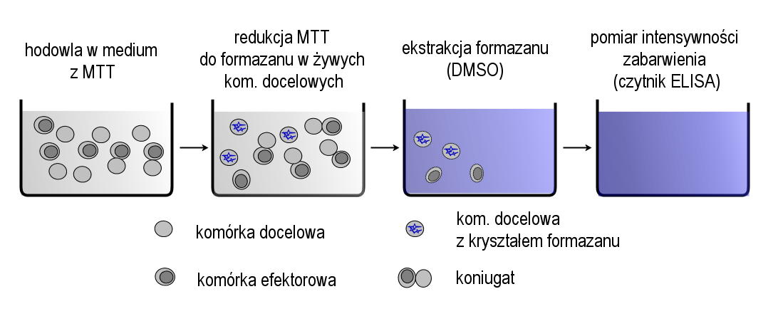 Nieizotopowy test cytotoksyczny