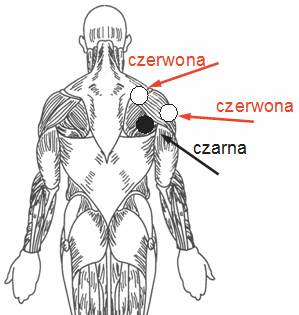 Zgięcie łokcia przód - 10 - Stojąca lub siedząca z ręką zwieszoną wzdłuż krzesła. Umieść jedną czerwoną elektrodę wysoko na mięśniu bicepsa (z przodu ramienia).