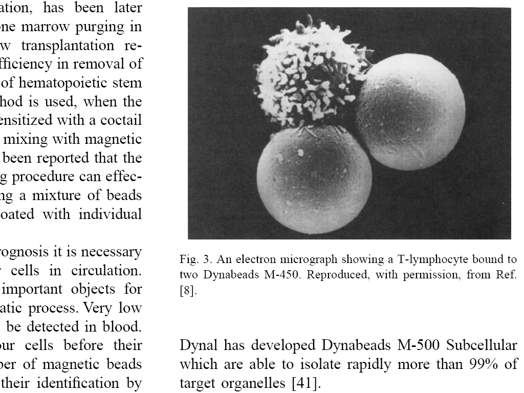 Szczypce magnetyczne Magnetyczne szczypce używane są zwykle razem z magnetycznymi cząsteczkami [magnetic beads (polystyrenowe jądro)], które wiążą się z określonymi poprzez właściwości ich