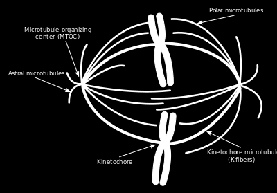 1992 (Bristol-Meyers) Stabilizator mikrotubul, stosowany przeciwko wielu różnym nowotworom, w tym mięsaka Kaposiego (HIV) Paclitaxel produkt