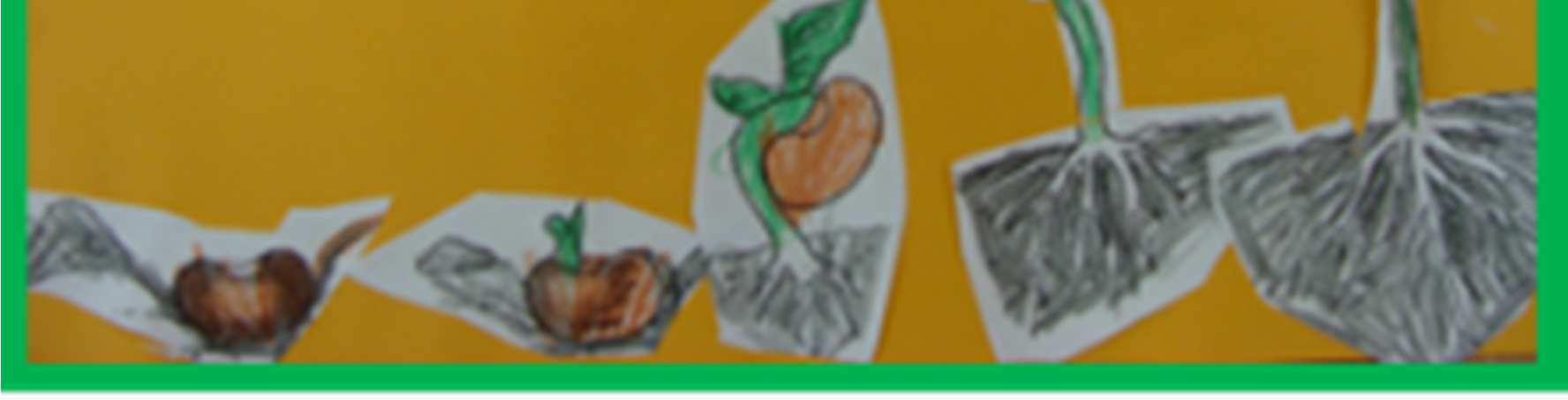 Wszystko zaczyna się od nasionka - Przedszkole Bajka w Opolu Dzieci z przedszkola nr 16 w Koszalinie również kolorowały poszczególne obrazki przedstawiające drogę nasionka do roślinki, a następnie