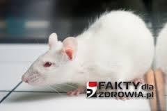 osoby narażone i nienarażone, przypadki i grupa kontrolna), Zmienne (zależne i niezależne, zakłócające, modyfikujące, kryteria diagnostyczne).
