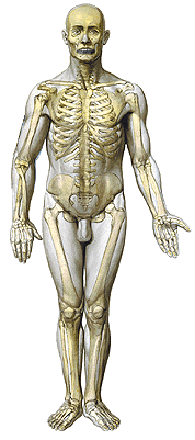 Terminologia Pojęcia topografii anatomicznej: anterior/posterior przedni/tylni