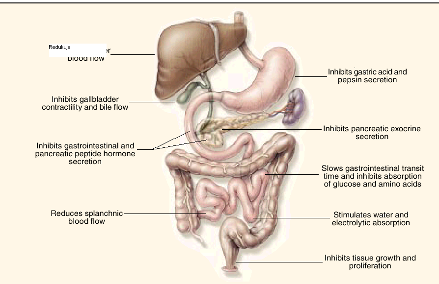 Działanie somatostatyny w układzie pokarmowym Zmniejsza przepływ krwi w wątrobie Opóźnia opróżnianie pęcherzyka żółciowego i przepływ żółci Hamuje wydzielanie peptydowych hormonów