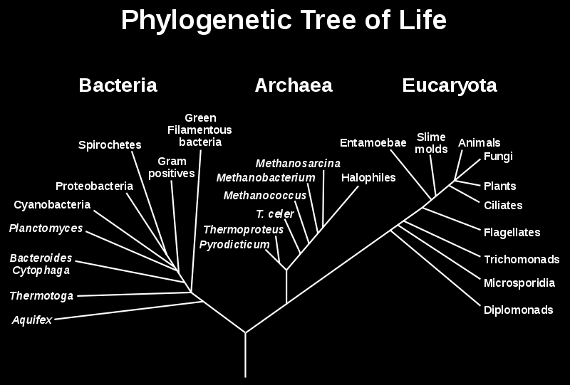 Filogenetyczne drzewo życia Procaryota -
