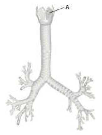 Na rysunku przedstawiono niektóre narządy tworzące drogi oddechowe.