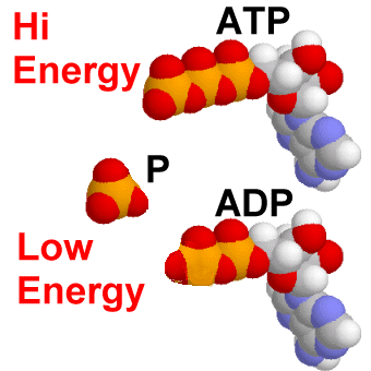 energii świetlnej w chemiczną) lub chemosyntezy (utleniania zredukowanych związków organicznych).