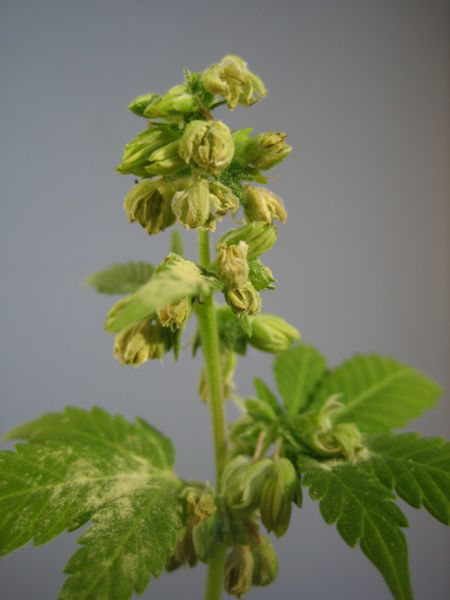 Roślina konopie (Cannabis sativa) ma długie, lancetowate liście i jest dwupienna.