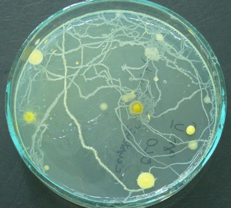 1) Analiza sanitarna wody 2) Analiza mikrobiologiczna gleby 3) Analiza sanitarna powietrza 4) Charakterystyka szczepów bakterii opornych na antybiotyki, wyizolowanych