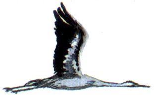 PRZYSTOSOWANIA PTAKÓW DO LOTU W BUDOWIE ZEWNĘTRZNEJ pokrycie ciała piórami łuski na nogach kończyny przednie - skrzydła