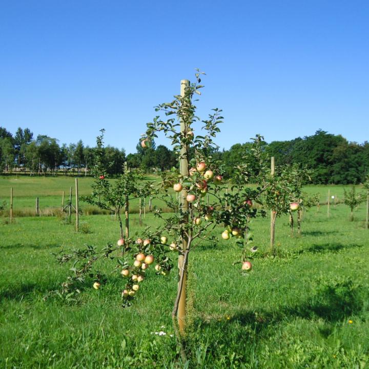 Czynna ochrona przyrody w Śląskim Ogrodzie Botanicznym KOLEKCJA ZACHOWAWCZA TRADYCYJNYCH ODMIAN DRZEW OWOCOWYCH Zajmuje powierzchnię niemal 2,5 ha Sukcesywnie rozbudowywana co roku dzięki