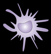 Mechanizmy uwalniania spod nadzoru immunologicznego A. Nieefektywna prezentacja antygenów guza komórkom immunokompetentynym VEGF APC B.