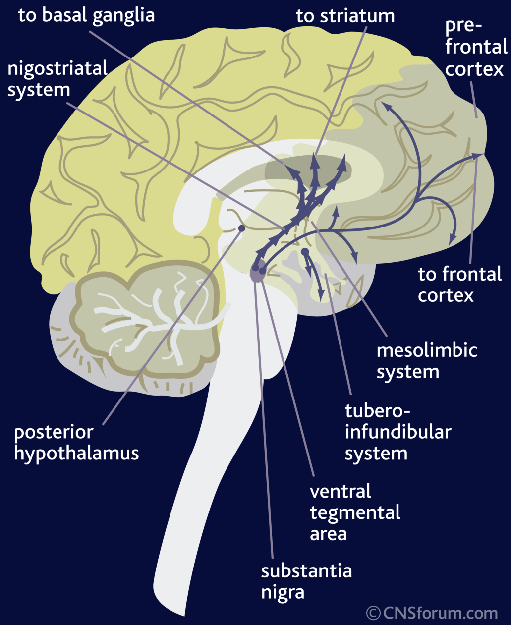 Dopaminowy szlak mezolimbiczny Rozpoczyna się w dopaminowych ciałach komórkowych w polu brzusznym
