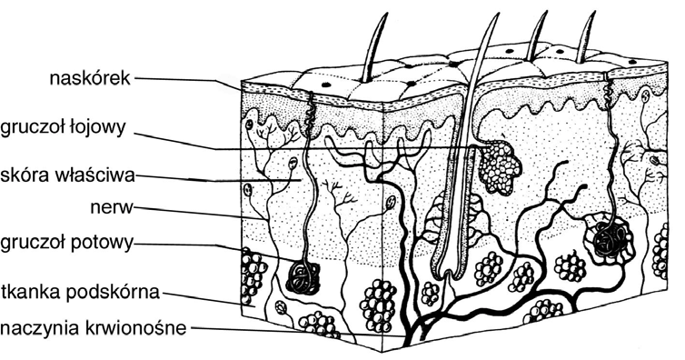 Zadanie 1. (1pkt) Wśród wymienionych cech zaznacz te trzy, które dotyczą mięśni gładkich: A. komórki wielojądrowe o kształcie cylindrycznym. B. budują ściany narządów wewnętrznych. C.