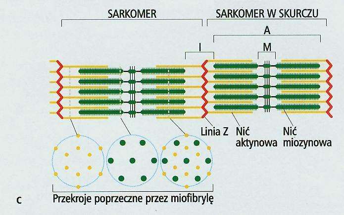 Ruch (I) Sarkomer w