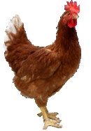 Wyniki kontroli