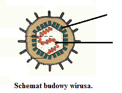 Uczeń: 3) wymienia cechy, którymi wirusy różnią się od organizmów zbudowanych z komórek; KARTA PRACY Ćwiczenie 1. Budowa wirusa.