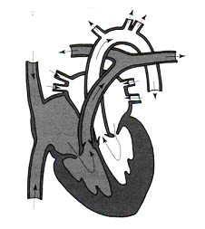 Zadanie 30. (2pkt) Na schemacie przedstawiono budowę serca ssaka. Na podstawie: W. Lewiński, Anatomia i fizjologia człowieka, Wydawnictwo Operon, Gdynia 19