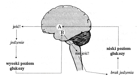 Zadanie 33. (2pkt) Za odczuwanie głodu lub sytości u ssaków odpowiadają dwa ośrodki nerwowe znajdujące się w mózgowiu, zaznaczone na schemacie literami A i B. Źródło: W.