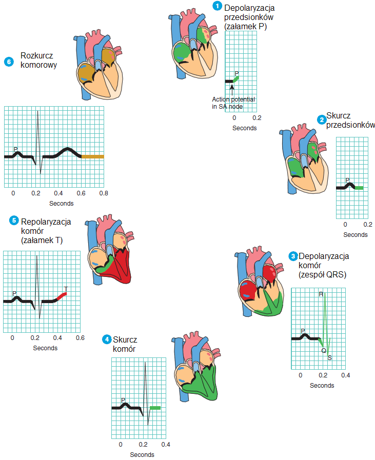 linia izoelektryczna pobudzenie węzła z-p + początek repolaryzacji przedsionków oraz wędrówka pobudzenia węzeł p-k i przez pęczek p-k