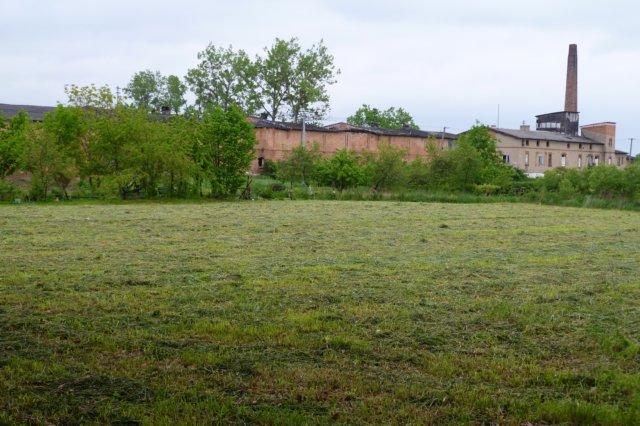 Foto: Widok na starą gorzelnię, a po prawej stronie okaleczony nawałnicami atmosferycznymi okazały dąb szypułkowy.