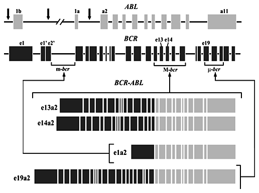 p210 p190 p230 Geny BCR-ABL mogą zawierać egzony 1b i 1a, tylko 1a lub żaden z nich, ale mrna nigdy nie zawiera egzonu tylko 1b ABL Gen BCR może ulegać przełamaniu w trzech różnych obszarach.