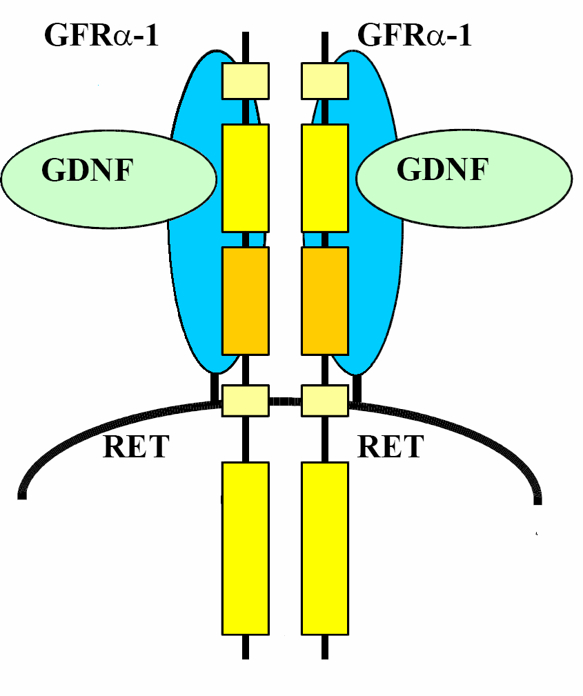 o aktywności kinazy tyrozynowej. Budowa białka ściśle nawiązuje do budowy innych receptorów dla czynników wzrostowych (np. EGF), które są de facto receptorowymi kinazami tyrozynowymi.