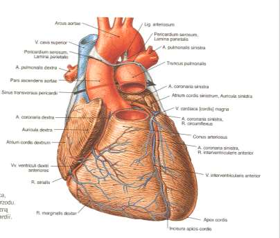 Wstęp- ReligaHeart EXT PODZIAŁ WG.