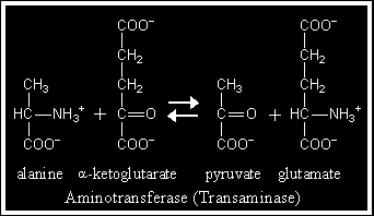 Przemiany aminokwasów Transaminacja: Transaminacja jest reakcją odwracalnej przemiany polegającej na przeniesieniu grupy aminowej (-NH 2 ) z aminokwasu (donor grupy -NH 2 ) na ketokwas (akceptor