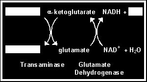 Dezaminacja oksydacyjna glutaminianu Utlenienie glutaminianu przez dehydrogenazę glutaminianową jest główną reakcją umożliwiającą usunięcie N z ustrojowej puli aminokwasów w formie amoniaku (NH + 4 ).