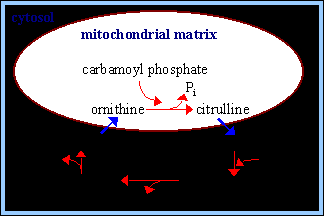 Dalszy przebieg reakcji ma charakter cykliczny, początkowo przebiega w mitochondrium (do powstania cytruliny), a następnie w cytoplazmie (gdzie powstaje mocznik). Enzymy w mitochondrium :1.